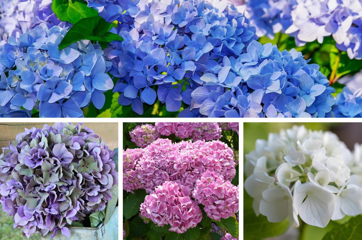 Садівники розповіли, що додати в ґрунт до гортензій, щоб вони цвіли вдвічі краще