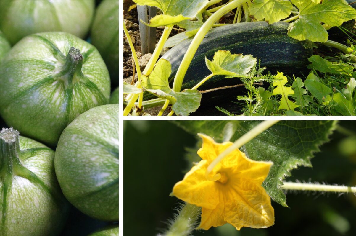 Чому з'являються пустоцвіти на кабачках