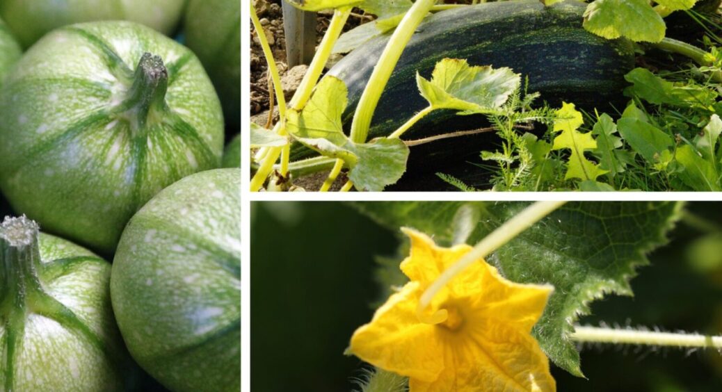 Якщо кущ кабачка цвіте, але не плодоносить: 1 прихована помилка може бути цьому причиною 