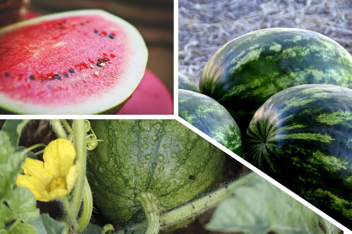 Кавуни яких сортів варто посадити