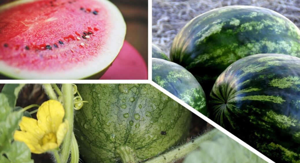 Ось чому на Київщині найкращі кавуни: ці 3 сорти – солодкі, ароматні та величезні 