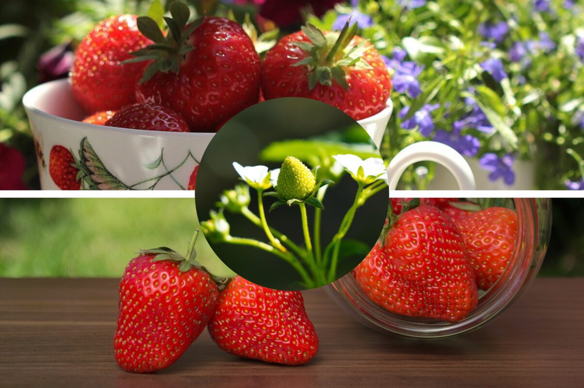 Садівники розповіли, чим підживити полуницю для щедрого врожаю
