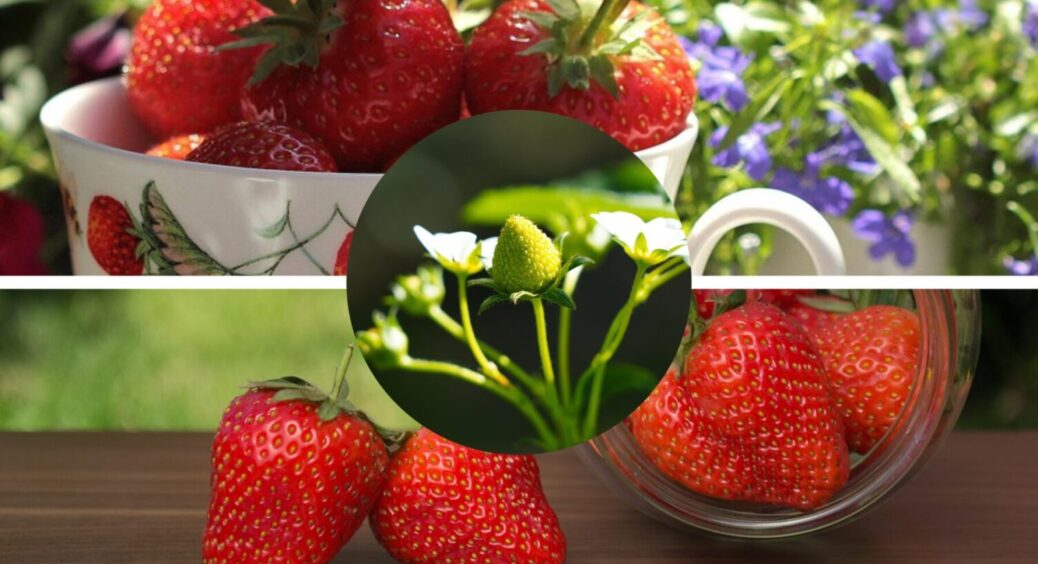 Названо 2 добрива, яких полуниця в травні-червні потребує більше, ніж повітря: коштують копійки 