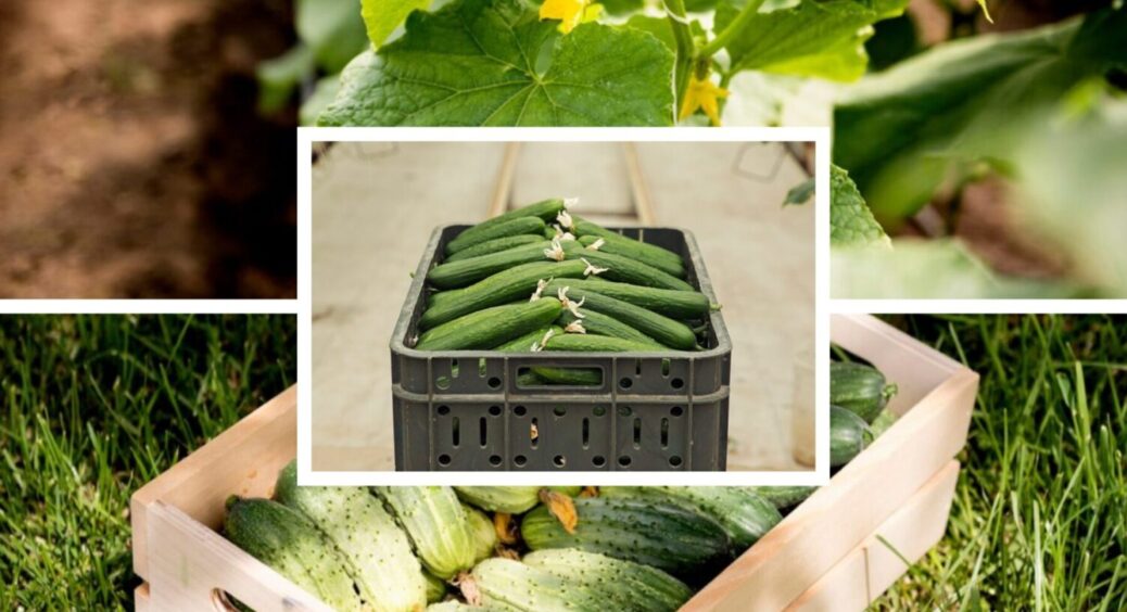 Не удобрюйте цим: у 7 з 10 випадків огірки перестають зав’язуватись після такої суміші 