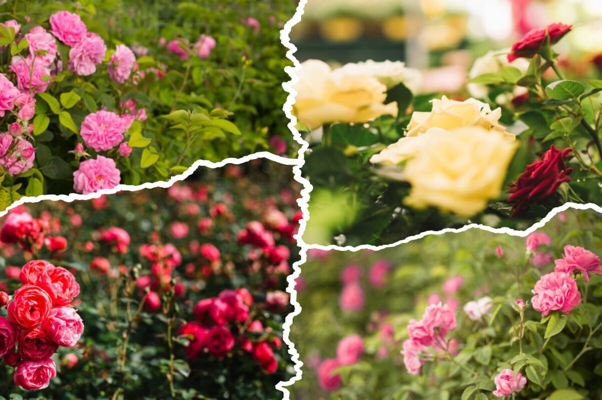 Садівники розсекретили всю правду, чому в троянди сохне та сиплеться листя