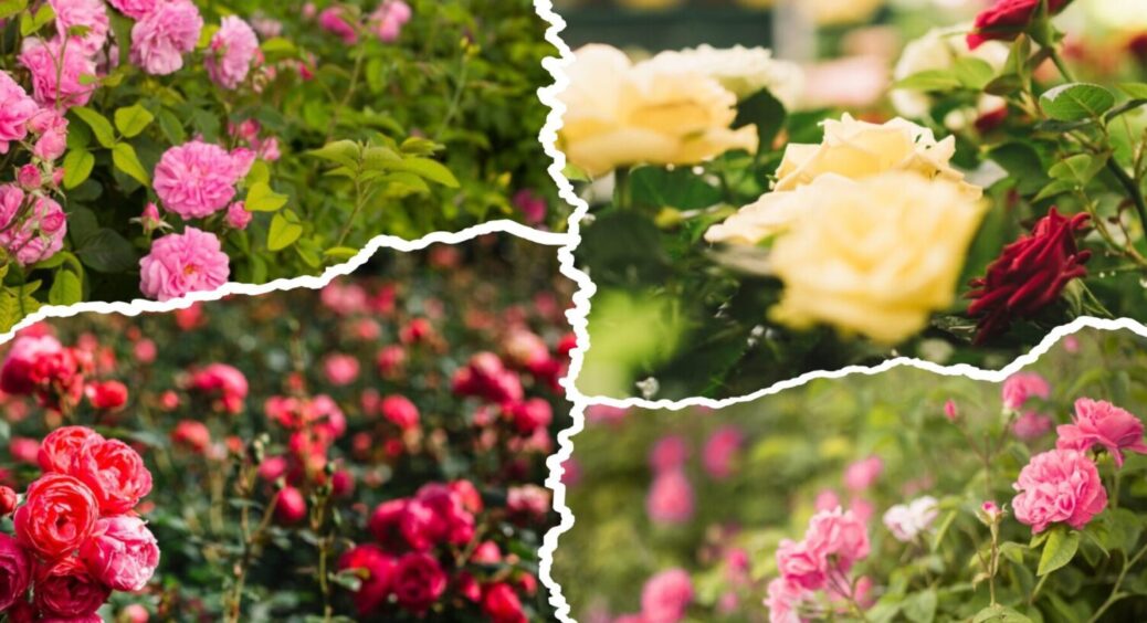 Чому у троянд сохне та сиплеться листя? 3 неочевидні причини, які ховаються прямо в землі 