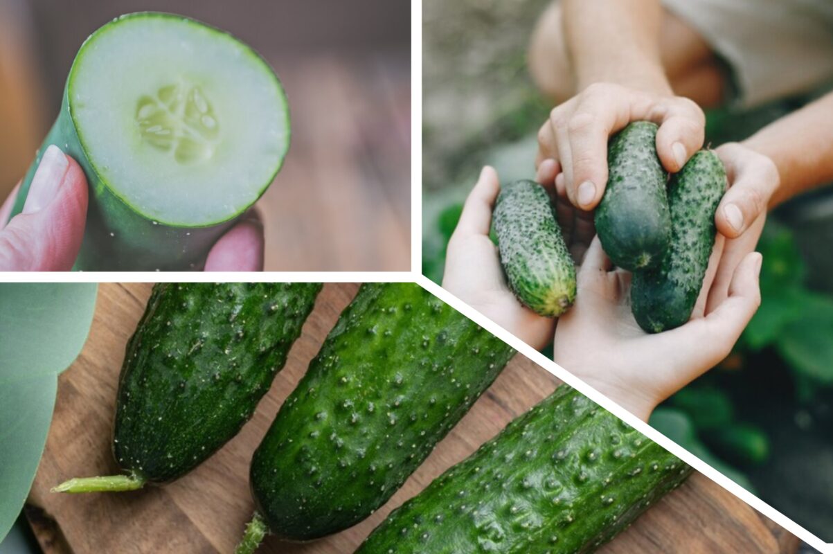 Городники назвали сорти огірків, які ідеально підходять для засолювання
