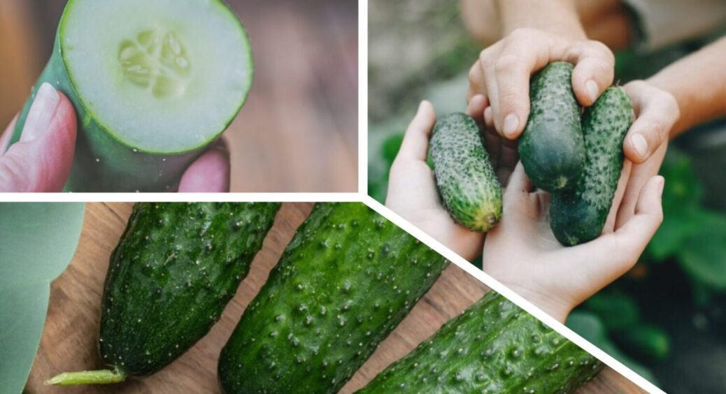 Ці 5 сортів огірків – ідеальні для засолювання: свекруха висаджує лише їх – смакують нереально 