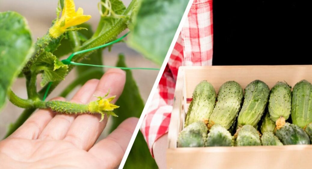Добриво 2в1 – огірки ростуть прямо на очах: чим їх підкормити, щоб плодів було “море” 
