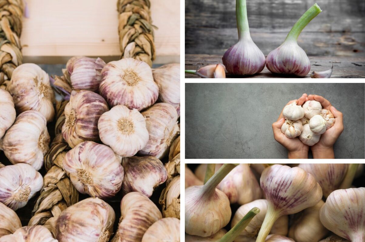 Городники розповіли, що зробити з часником в червні, щоб отримати щедрий врожай