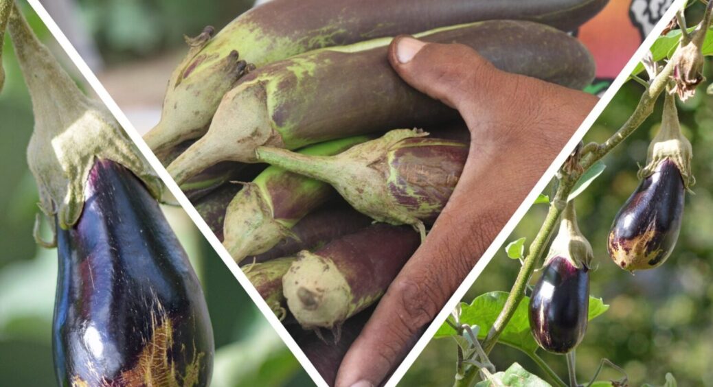 Про це забувають 95% дачників: що обовʼязково треба зробити з баклажанами для великого врожаю 