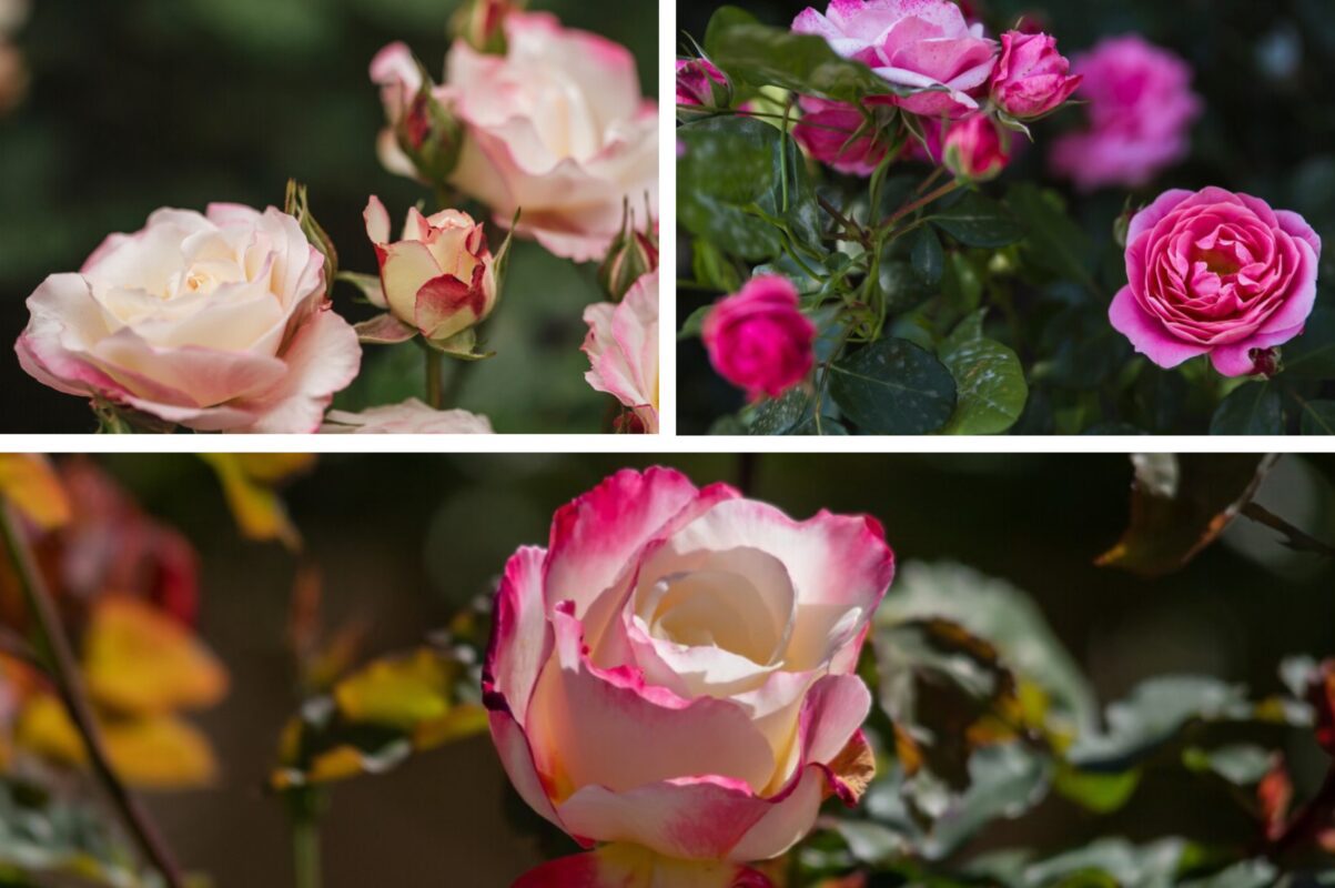 Агроном розповів, що обов'язково треба зробити після видалення попелиці 