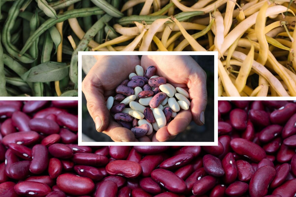 Городники розповіли, чим підкормити квасолю в травні-червні для щедрого врожаю