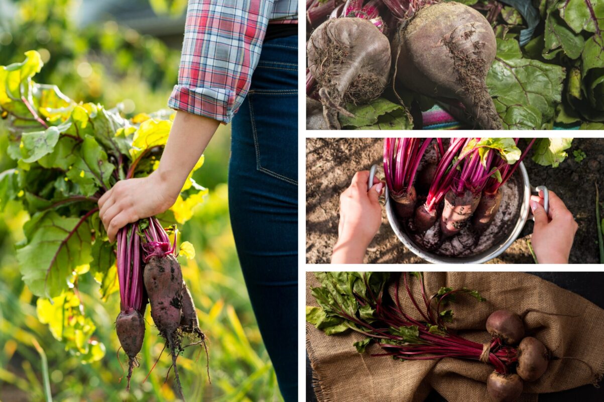 Городники розсекретили список культур, які не можна висаджувати біля буряка