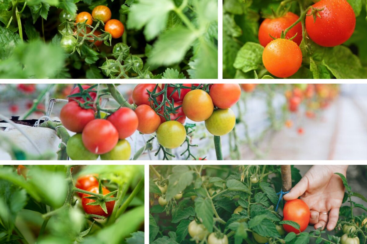Городники назвали сорт томатів, який дає високий врожай за будь-яких умов