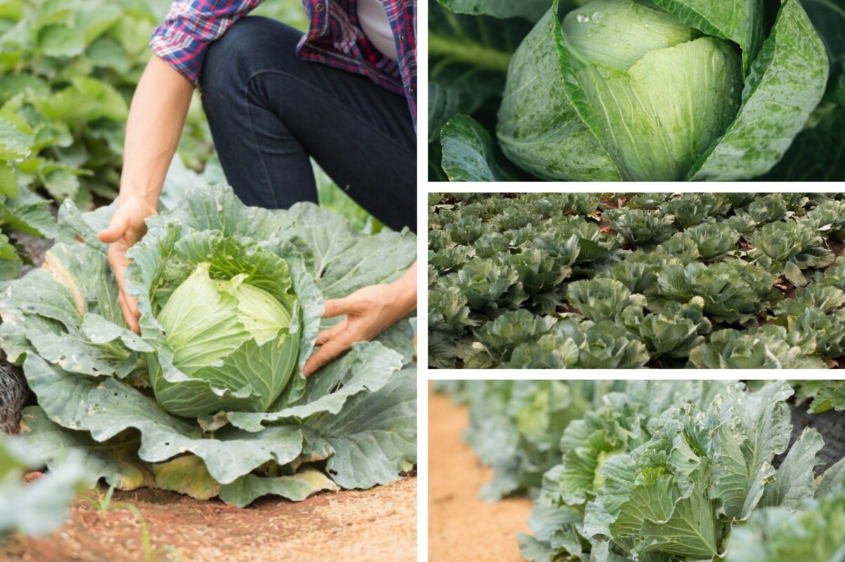 Агрономи розсекретили сорт капусти, який стійкий до посухи і спеки