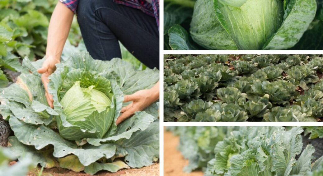 Грядки в засуху: 1 сорт капусти, який витримує до 3 тижнів спеки без жодної тріщинки на качані 