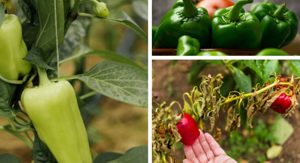 На Миколаївщині перці виростають величезними при неймовірній спеці: ці 3 сорти – на диво стійкі 