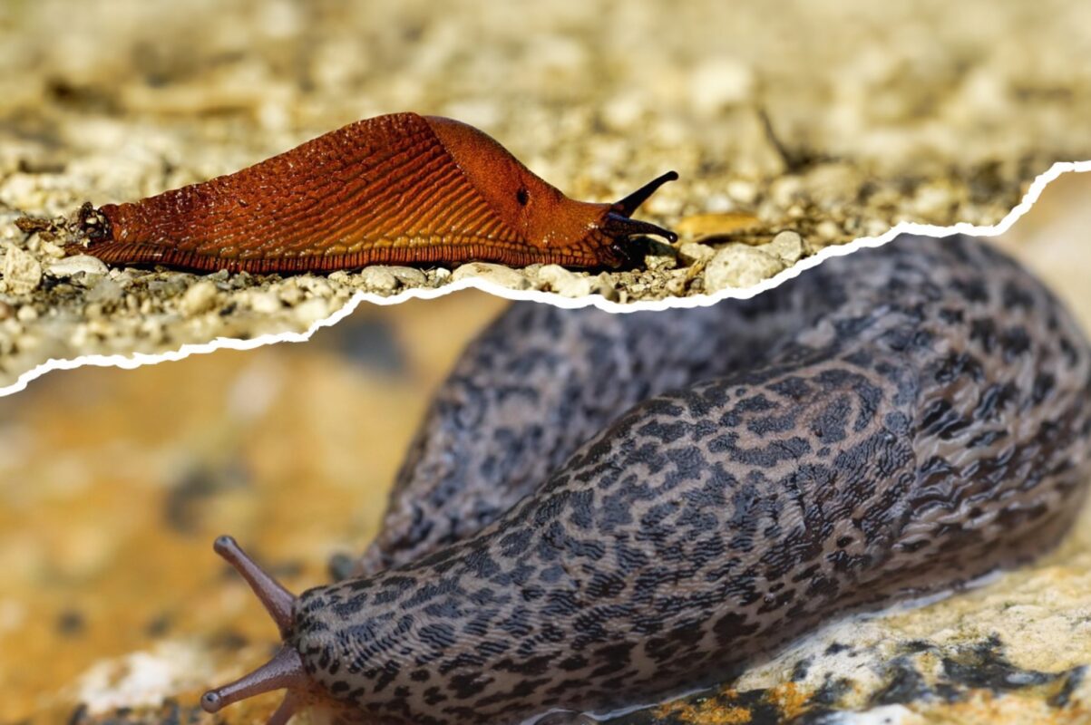 Дачники розповіли, як прогнати слимаків зі свого городу раз і назавжди