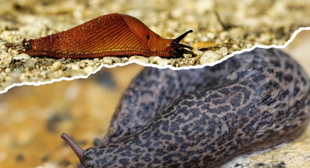 Ого, а так можна було? Слимаки зникнуть з ділянки одразу – розсипте це на городі вже в 2025-му 