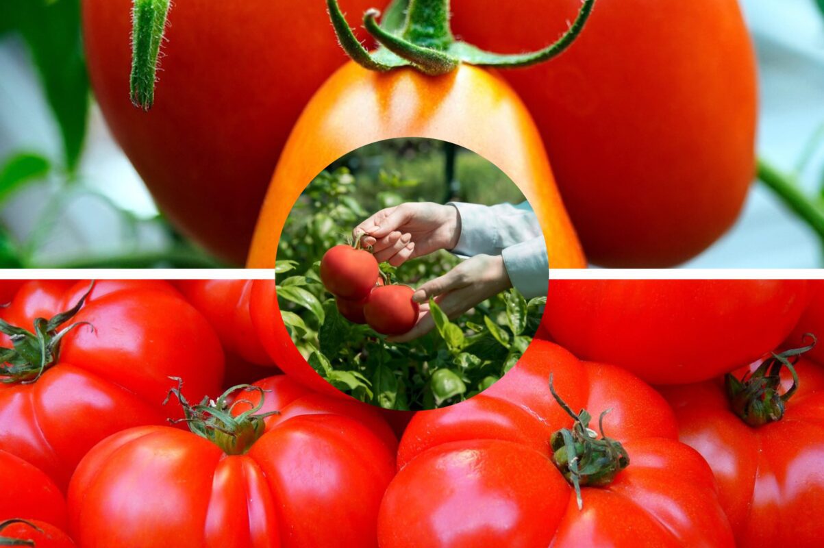 Городники розповіли, що зробити з томатами, щоб вони не тріскались