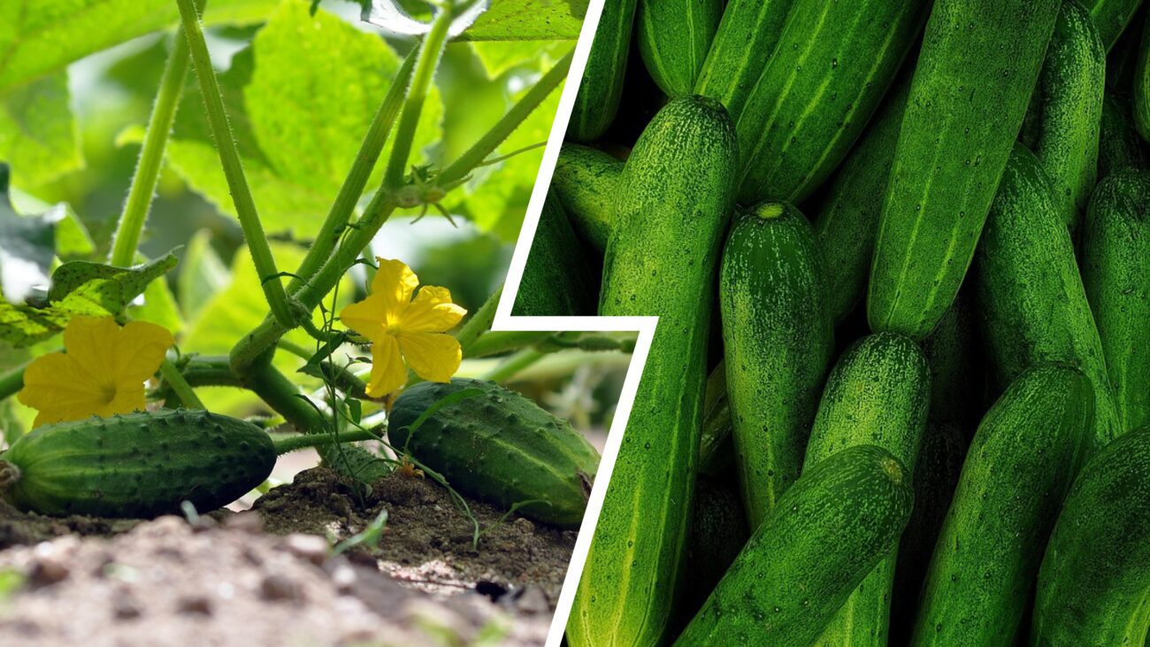 Агроном назвав сорт огірків, які будуть плодоносити аж до морозів