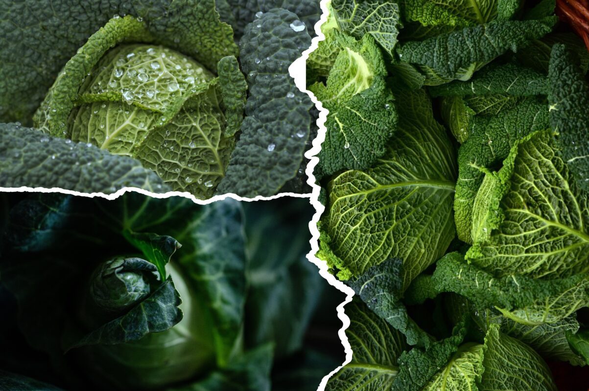 Агрономи назвали три сорти капусти, які дають щедрий врожай при будь-якій погоді