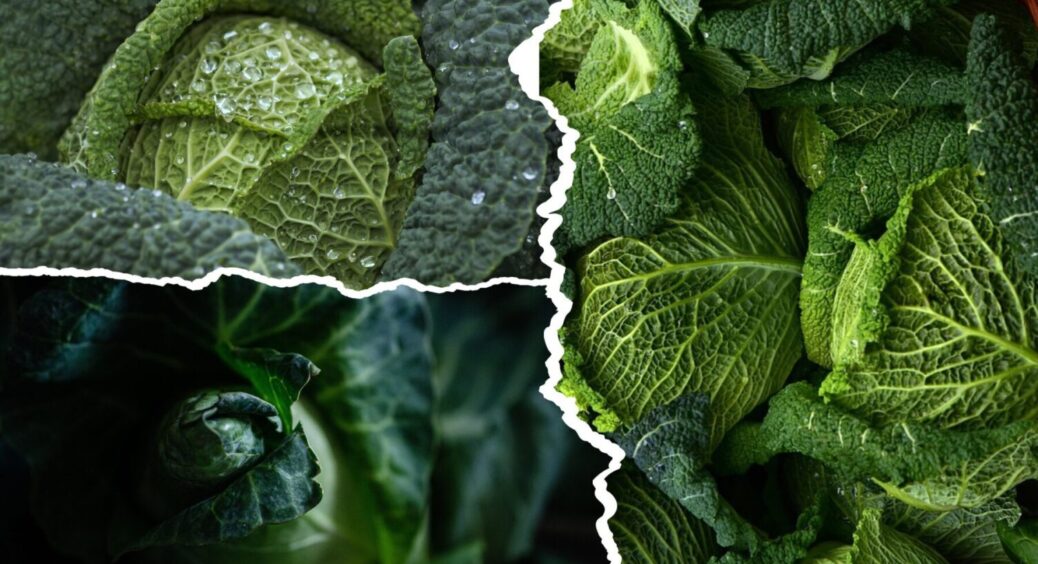 3 сорти-чемпіони – моя любов пʼятий рік поспіль: яку капусту посадити на городі в 2025-му 