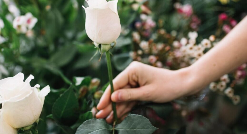 Ці 3 рослини не можна висаджувати в саду ні в якому разі: вони виснажують ґрунт лише за 1 рік 