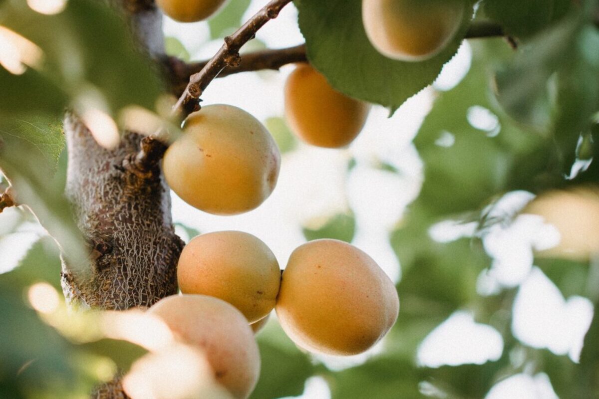 Садівники розповіли, чим підгодувати абрикос, щоб зібрати великий врожай