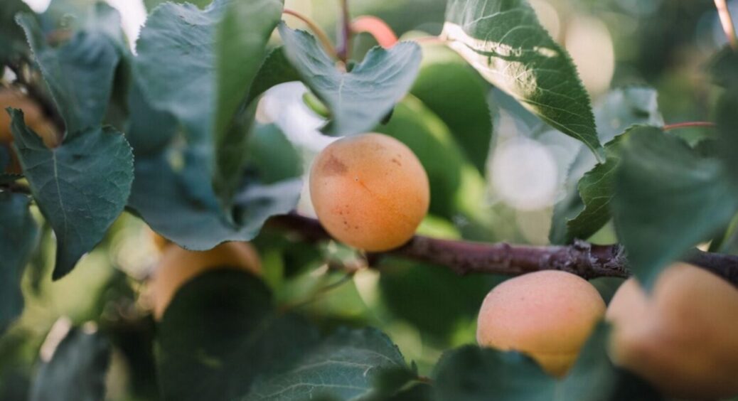 Абрикос буде розміром з кулак: ця підживка є чемпіоном у 2025 році, бо результат на око 