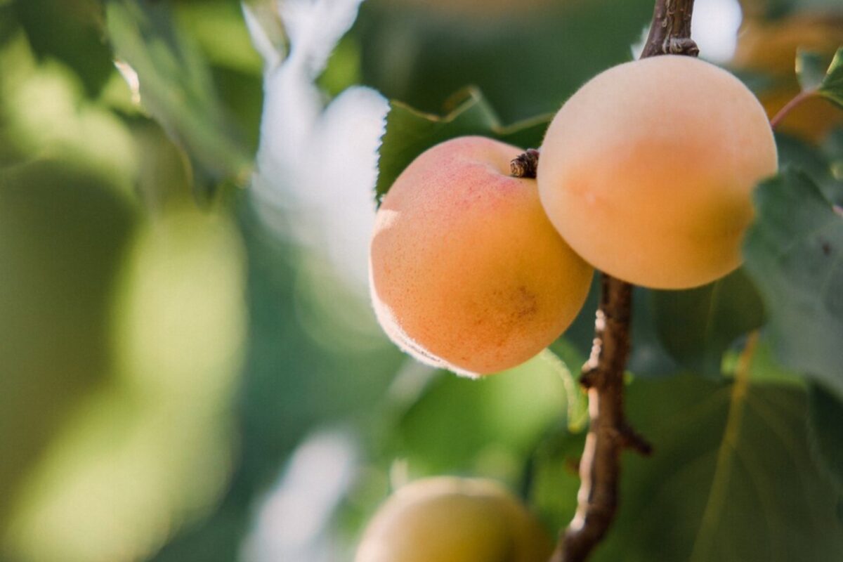 Садівники розповіли, чим підгодувати абрикос, щоб зібрати великий врожай