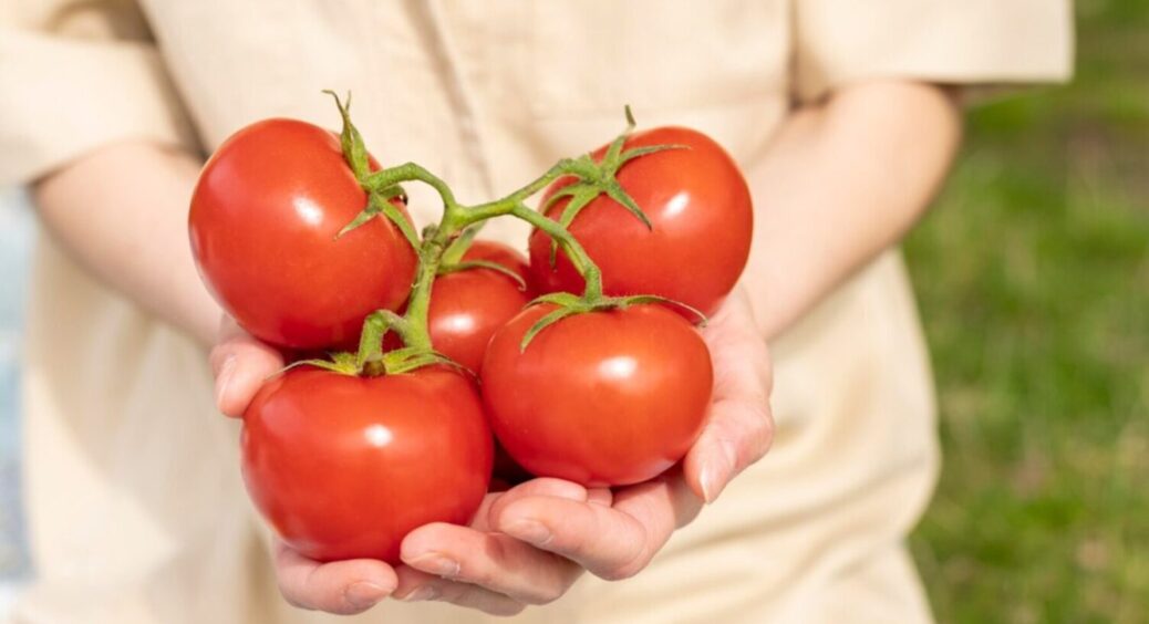 1 столова ложка селітри на 10 літрів води – і томати плодоносять в 3 хвилі врожаю 