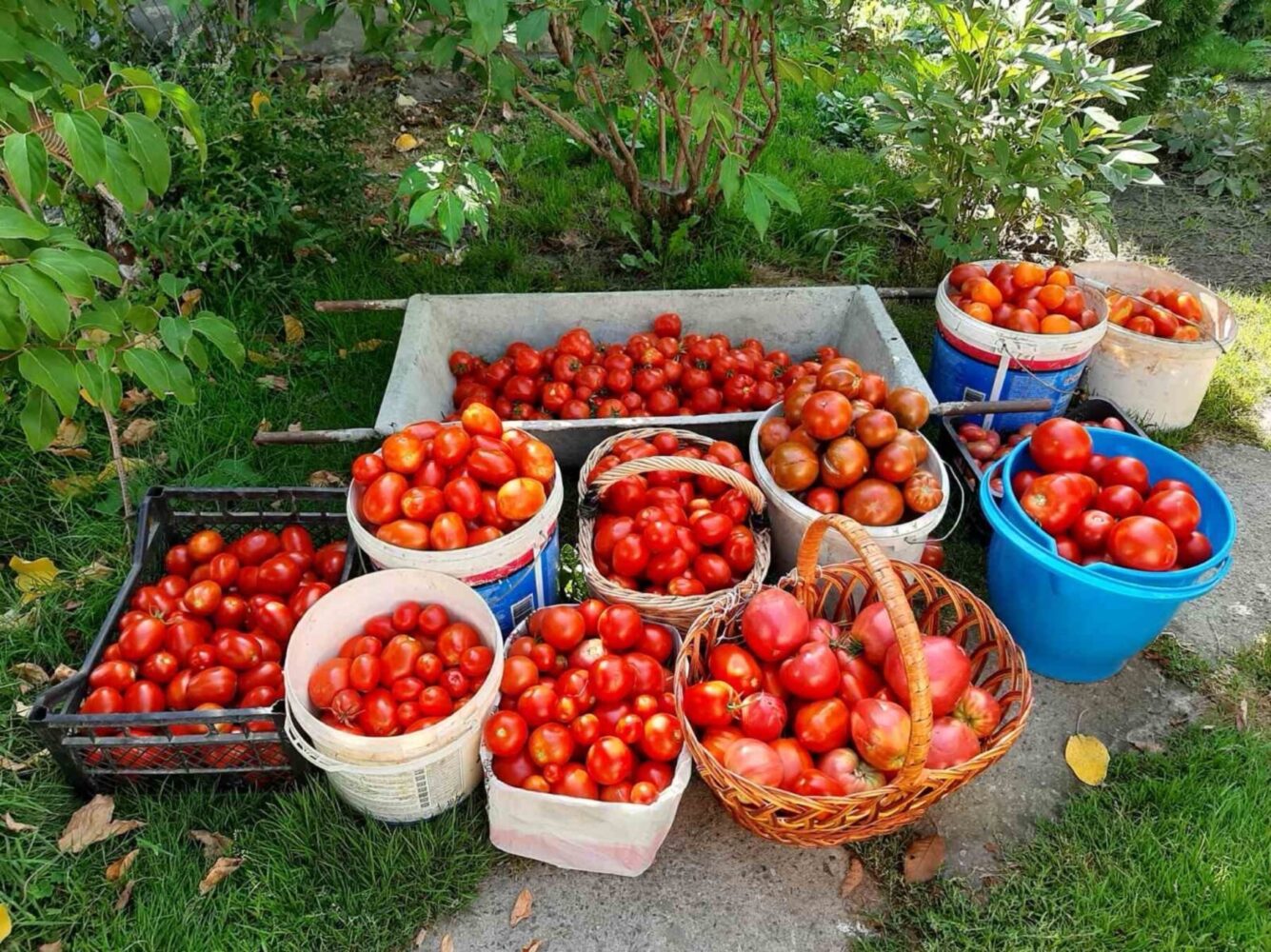 Городники розповіли, як посадити помідори під зиму 2025-2026