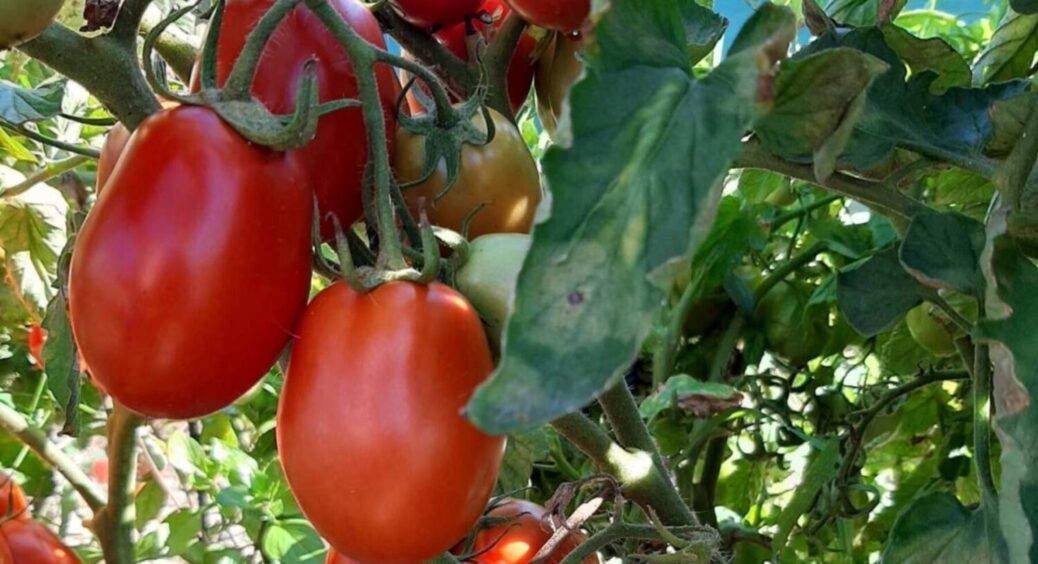 Найдієвіший спосіб зі всіх: фітофтора зникне з помідорних кущів за 3 хвилини – дачники радять 