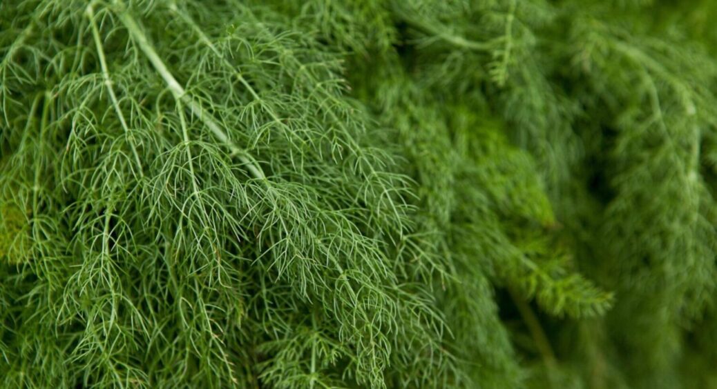 Садити тут, чи там – все має значення: як правильно висівати кріп у ґрунт – зелень буде пишна 