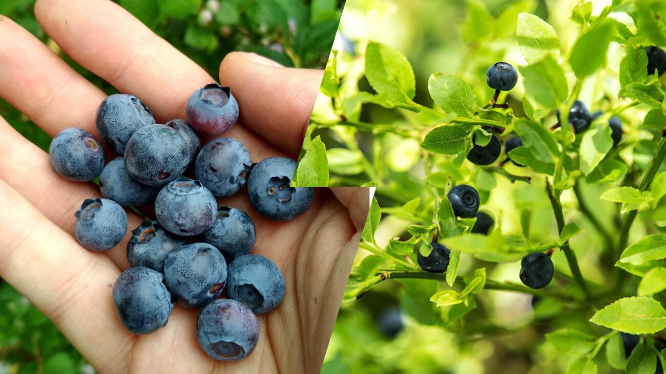 Садівники розсекретили рецепт найкращої підкормки для лохини для великого врожаю