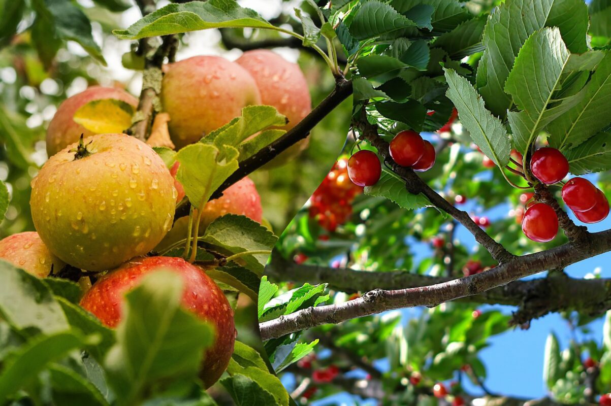 Садівники назвали дві обовʼязкові підгодівлі для плодових дерев у травні