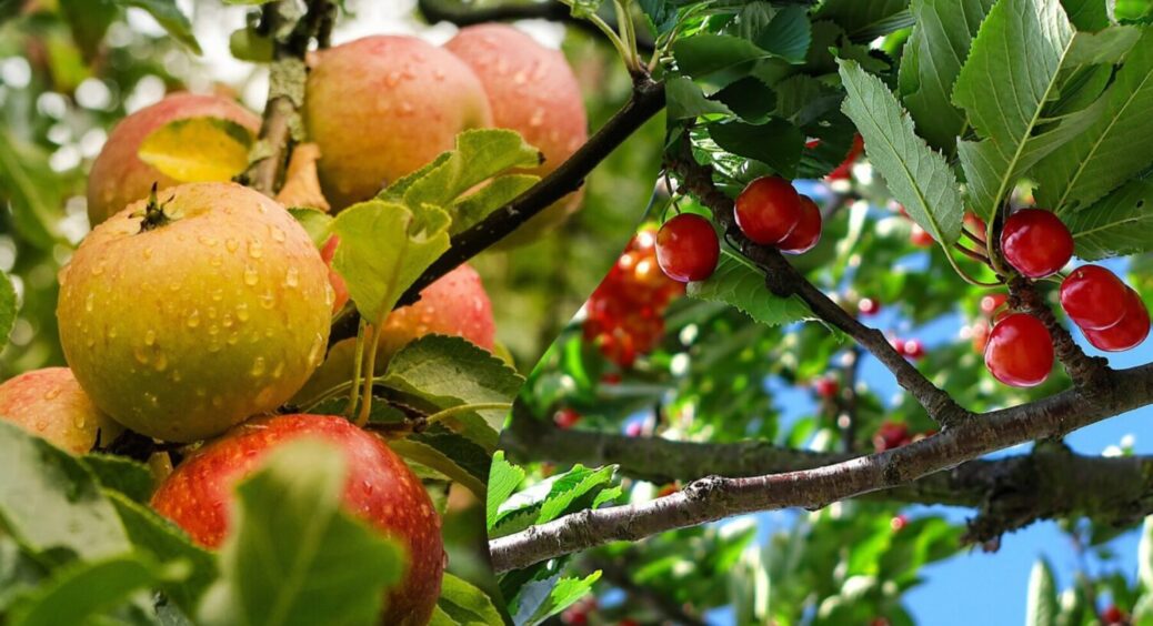 Ці дві підживки – і ніякі інші: чим підгодувати плодові дерева в травні 2025. Рецепт 