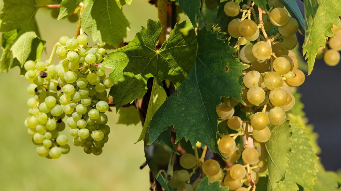 Експерт розповів, яку частину винограду варто видалити на початку осені