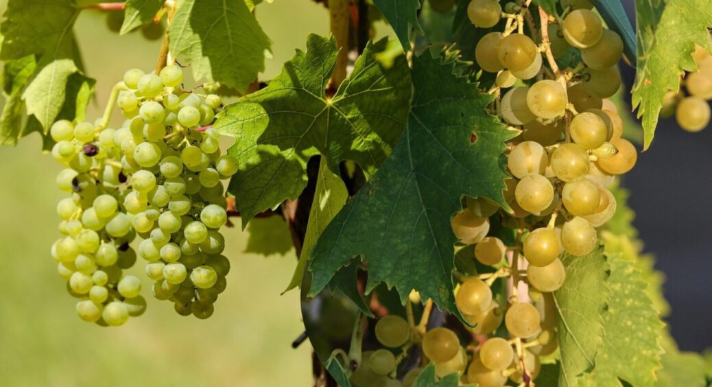 Харчова сода + виноград = ВАУ врожай: як виростити солодкі “бубки” в 2025 – бюджетний спосіб 