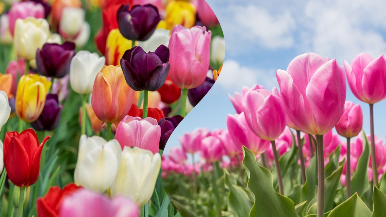 Садівники розповіли, що не можна робити з тюльпанами в травні на городі