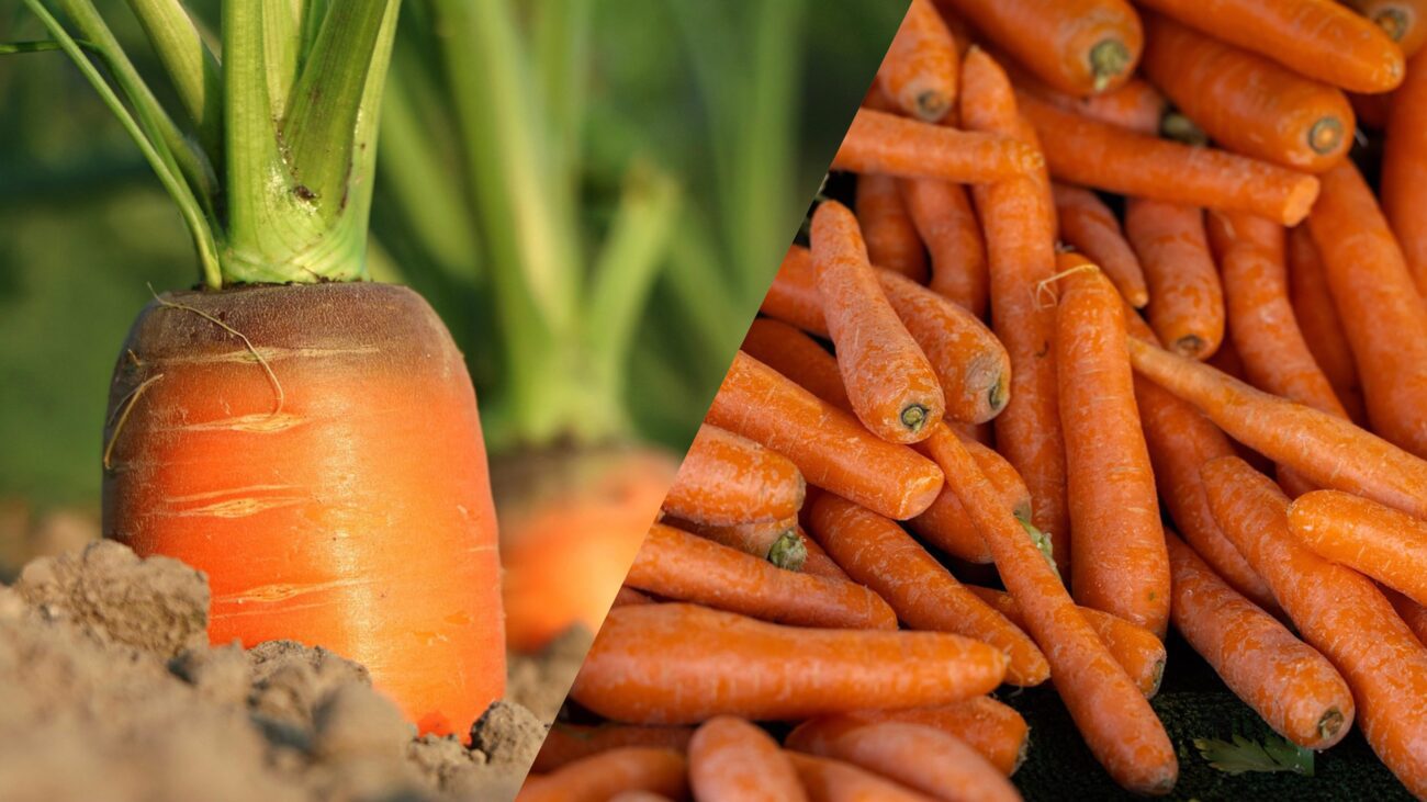 Агрономи назвали 3 найсолодших в Україні сорти моркви