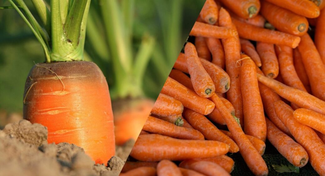 3 сорти моркви, що не розтріскуються і дають врожай у сухе літо – на Черкащині обирають лише їх 