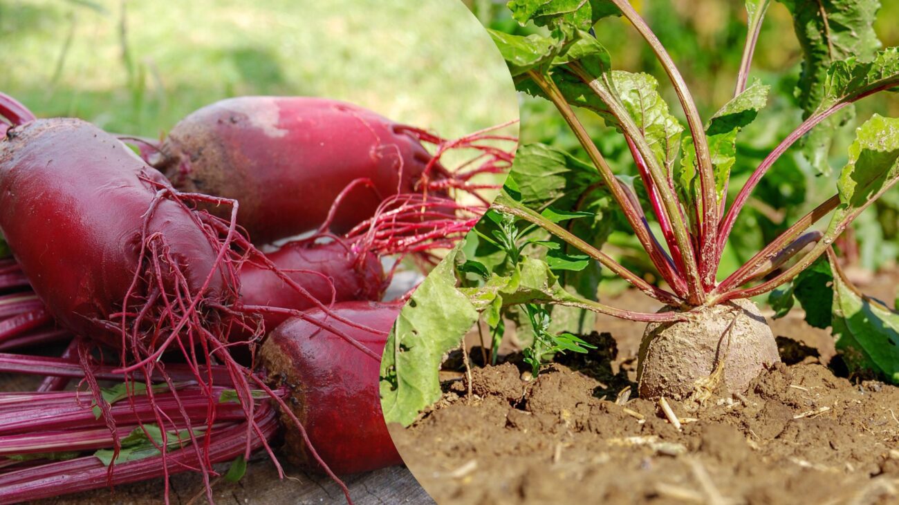 Садівники пояснили, чому буряк в Україні можна вирощувати лише в кількох зонах