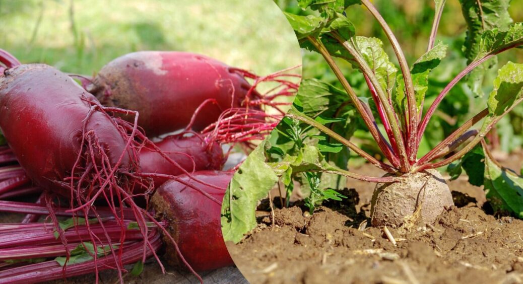 На Київщині обирають лише 2 сорти буряка – не гниють, ростуть без поливу – не буряки, а “пісня” 