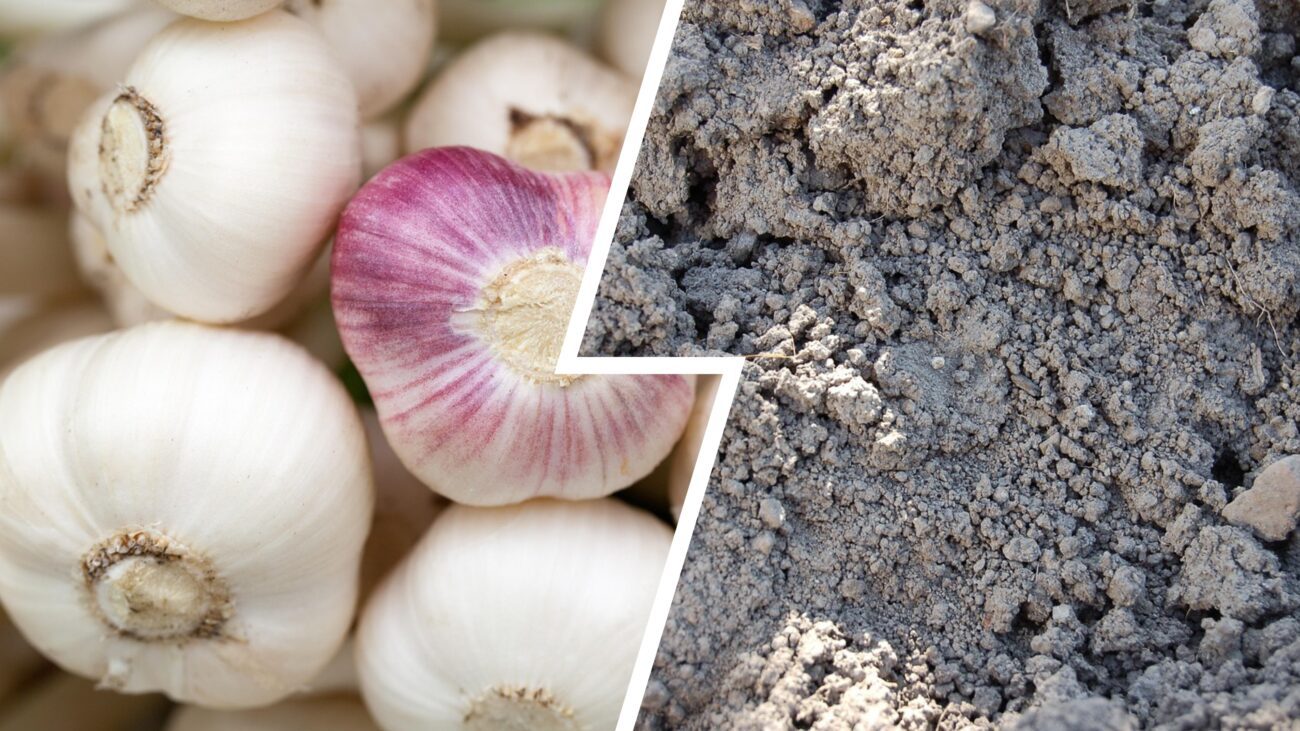 Чим підживити часник навесні