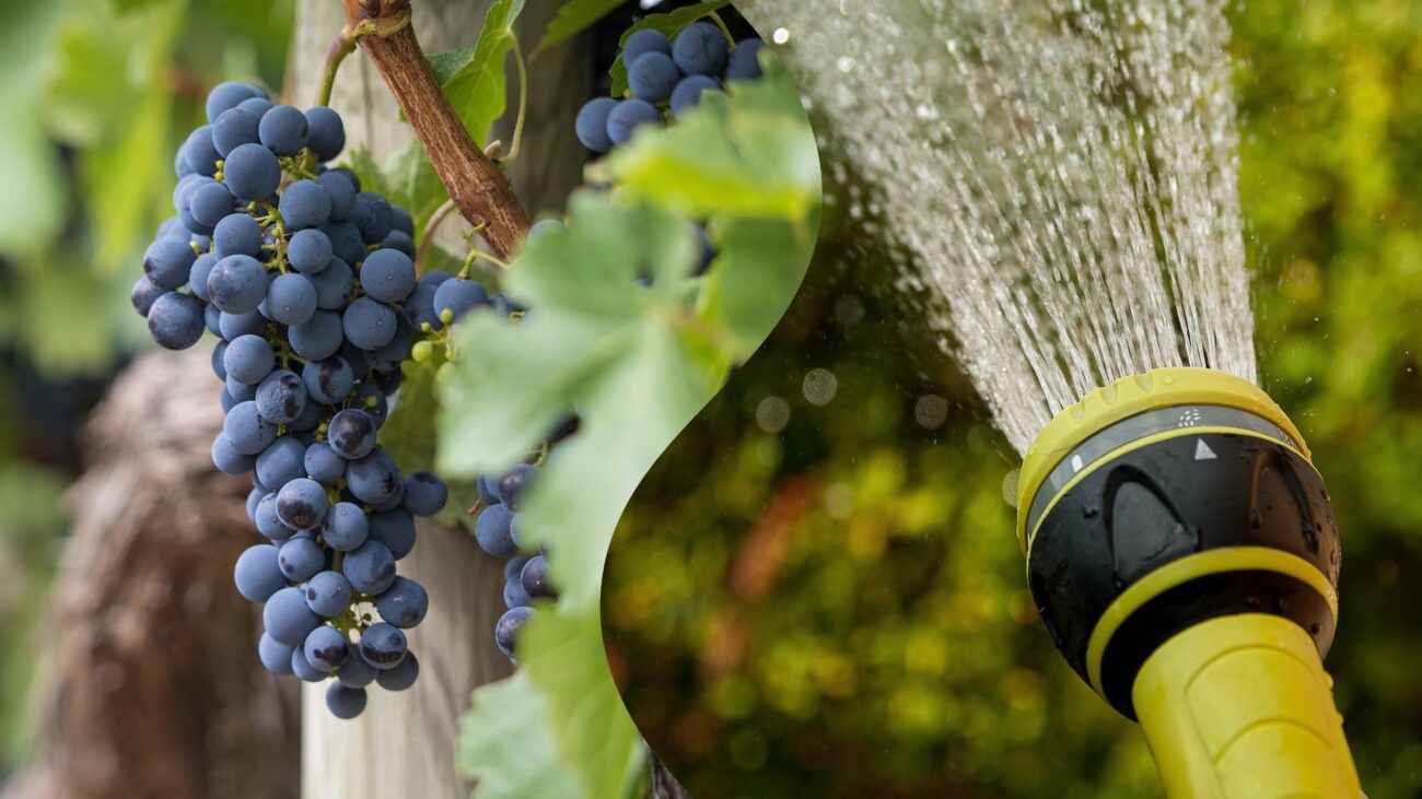 Садівники розповіли, що робити з виноградом, який не цвіте і не плодоносить