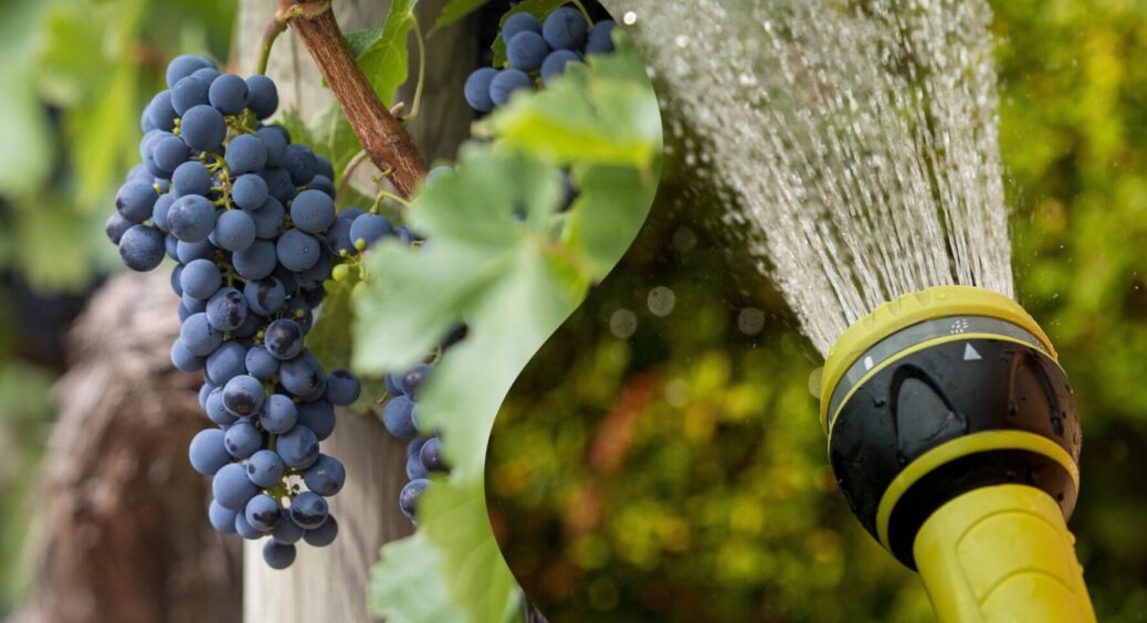 Не цвіте й не плодоносить – що робити? 1 хитрість з виноградом, яка подарує нереальний врожай 