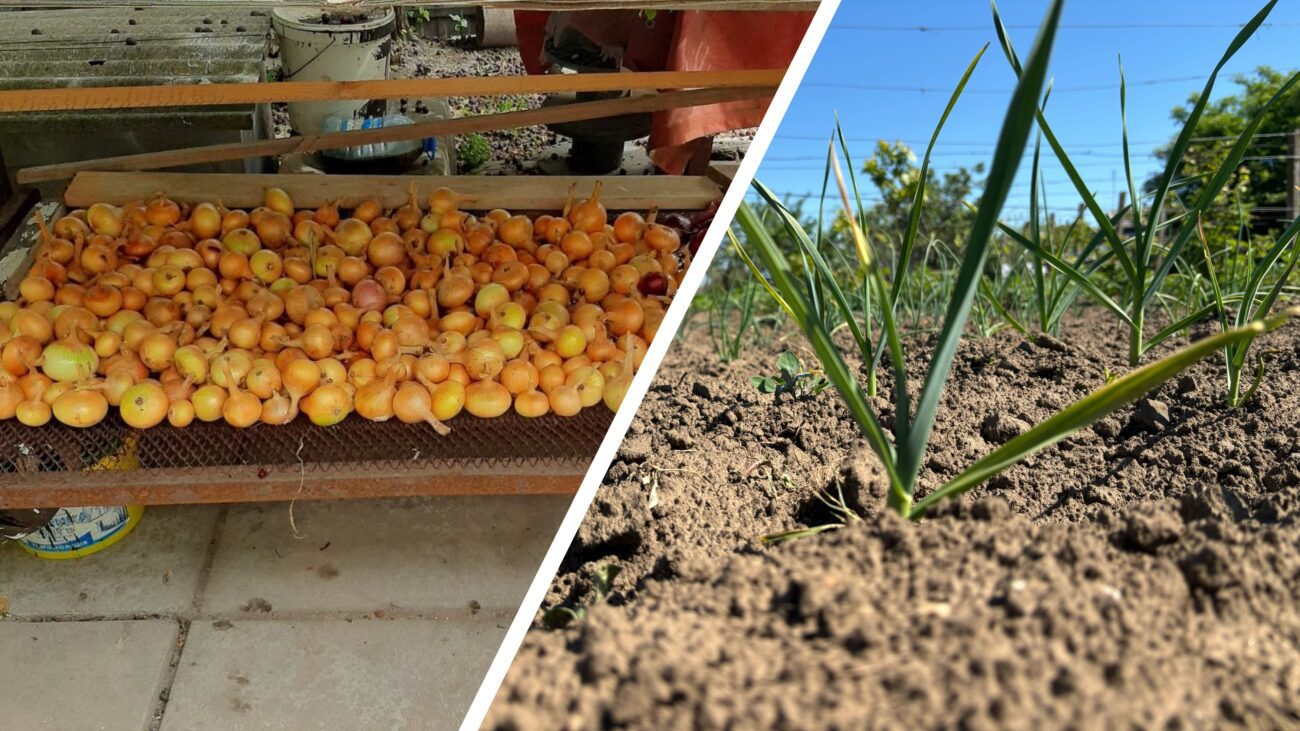 Городники розповіли, як підвищити врожайність цибулі в кілька разів